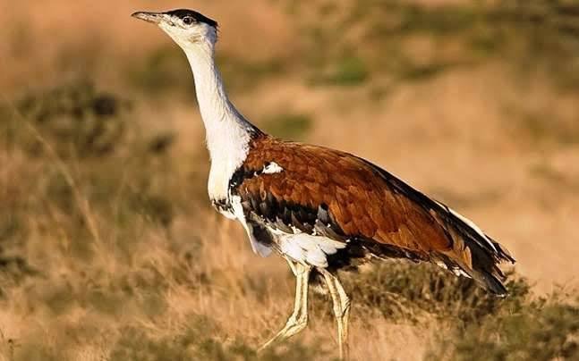 Great Indian bustard