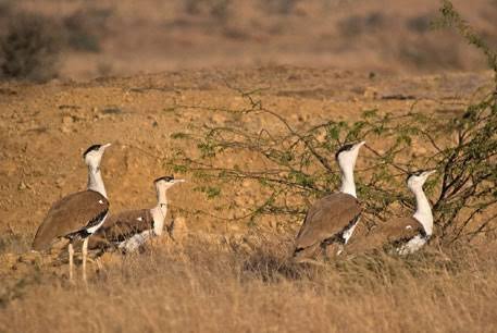 What are the main threads to great Indian bustard