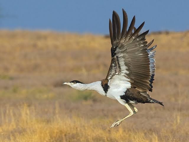 Great Indian bustard spotted in jaisalmer