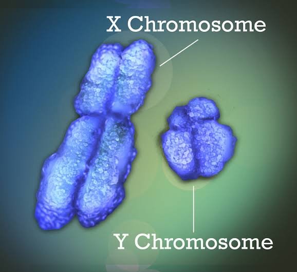 Y chromosome