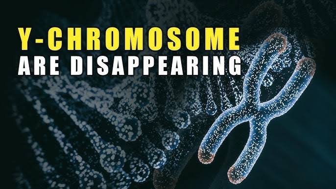 Why Y chromosome is slowly shrinking